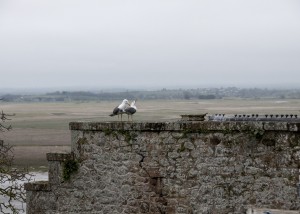 _LEP1005