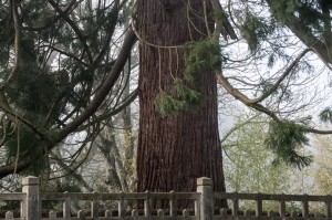 _LEP1217 - Cet arbre est gigantesque!