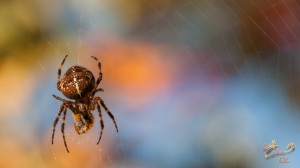 -épeire diadème-  Je ne tolère pas les araignées dans la maison,  mais à l’extérieur c’est différent. Surtout si elles  remplissent bien leur travaille comme celle-ci qui est bien dodue!