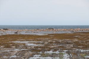 _LEP5524