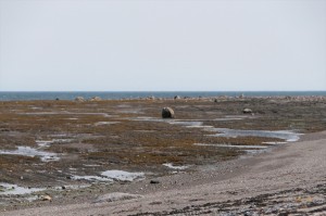_LEP5525