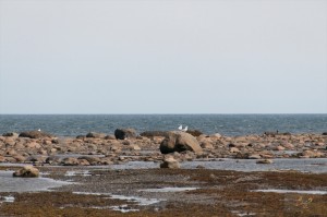 _LEP5535