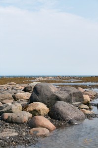 _LEP5556
