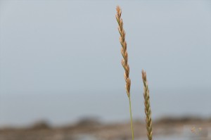 _LEP5625