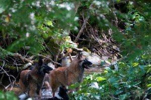 _LEP5731 - C'est le temps d'une petite trempette pour les chiens, après avoir courus comme des MALADES!