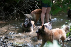 _LEP5777 - Obi qui prend un bain, pour se nettoyer après s'être rafraichie dans une flaque de boue!