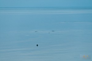 _LEP5829
