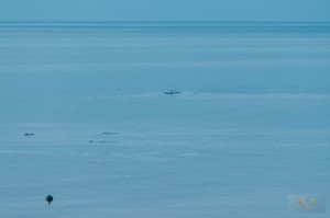 _LEP5839 - C'etait loins, mais on pas mal certains que les taches au loins étaient des phoques qui jouaient!