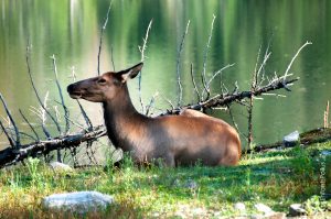 Wapiti