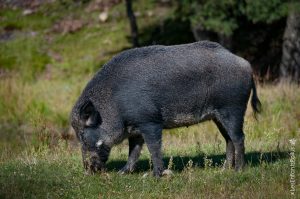Sanglier