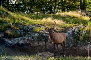 Parc Omega [été 2017]
