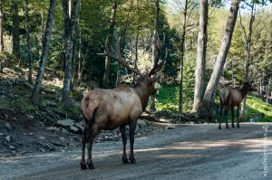 Il y a beaucoup de trafic sur la route, heureusement pour nous!