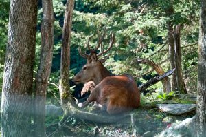Parc Omega [été 2017]