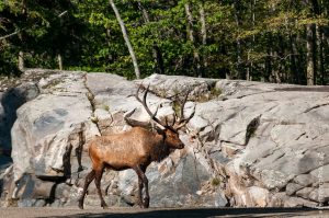 Parc Omega [été 2017]