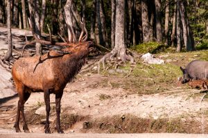 Parc Omega [été 2017]