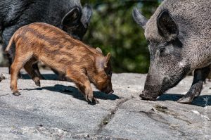 Parc Omega [été 2017]