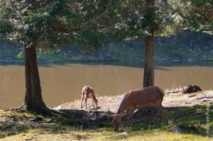 Parc Omega [été 2017]