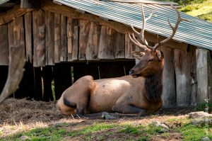 Parc Omega [été 2017]