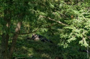 Coyote ou loup?