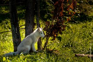 Renard arctique. Mignon!