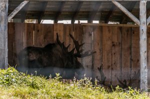 Des orignaux. C'est dommage qu'on n’ait pas pus les voir de plus près!