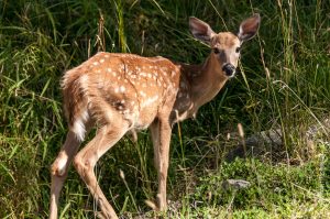 Parc Omega [été 2017]