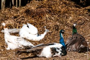 Parc Omega [été 2017]
