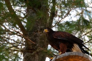 Spectacle d'oiseaux de proie