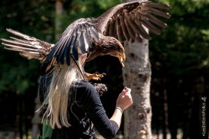 Parc Omega [été 2017]