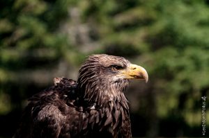 Parc Omega [été 2017]