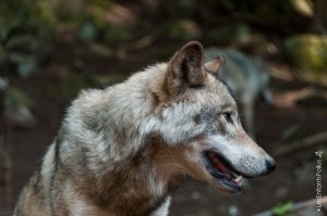 Parc Omega [été 2017]