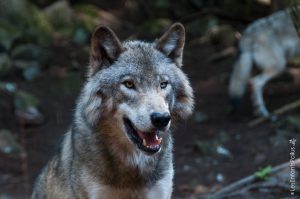 Parc Omega [été 2017]