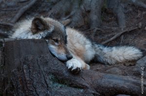 Parc Omega [été 2017]