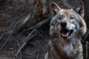 Parc Omega [été 2017]
