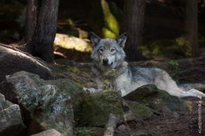 Parc Omega [été 2017]