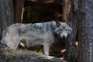 Parc Omega [été 2017]