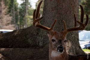 Parc Omega [été 2017]