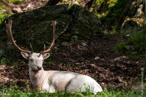Parc Omega [été 2017]