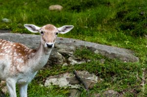 Parc Omega [été 2017]