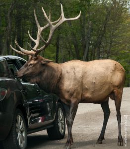 Parc Omega [été 2017]