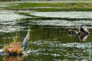 Parc Omega [été 2017]