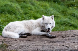 Parc Omega [été 2017]