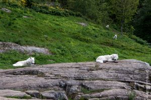 Parc Omega [été 2017]