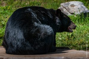Parc Omega [été 2017]