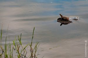 Une tortue peinte!